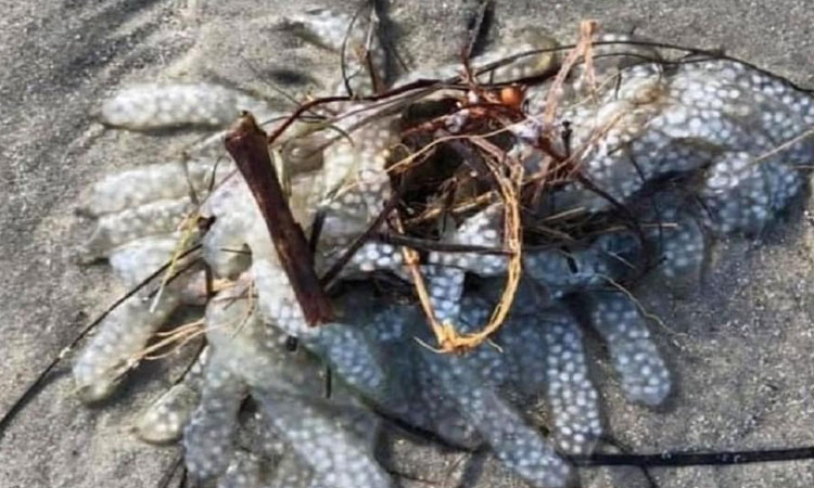 mysterious sea creature found on north carolina beach