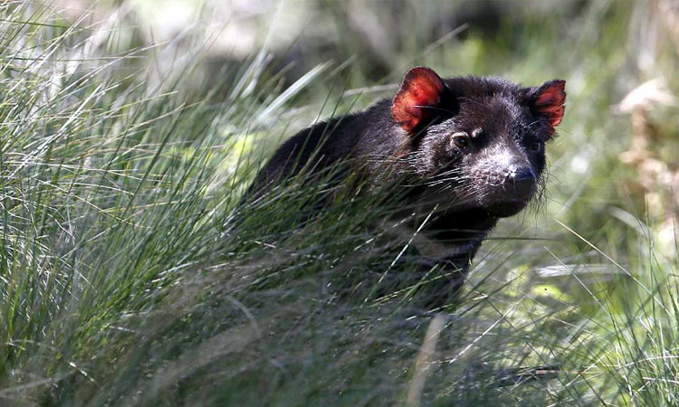 first tasmanian devils born in wild of australia in 3000 years