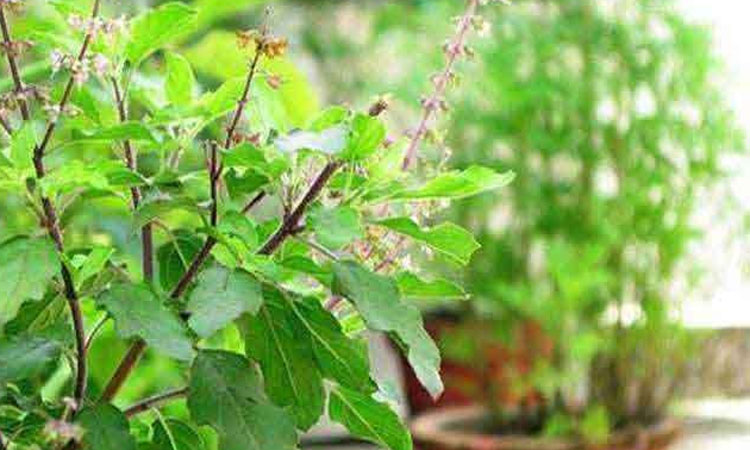 religion religious importance of tulsi know its benefits and significance
