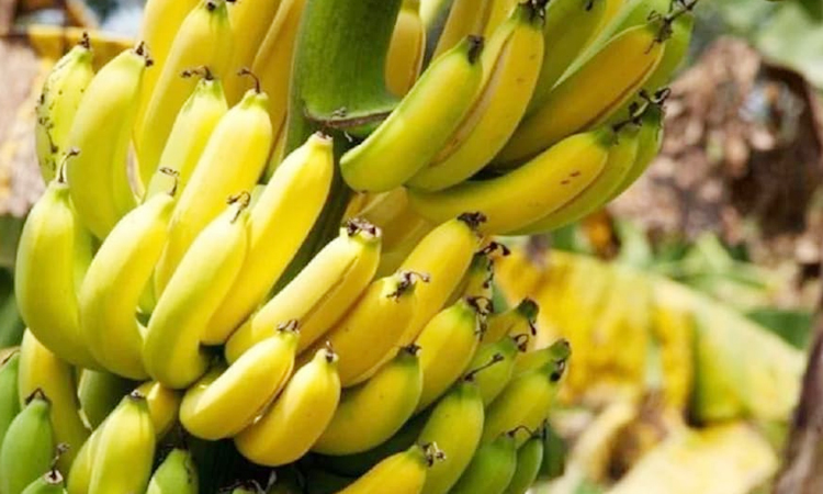 gi certified jalgaon banana exported to dubai india exported almost two lakh tonne worth rupees 619 crore in 2020