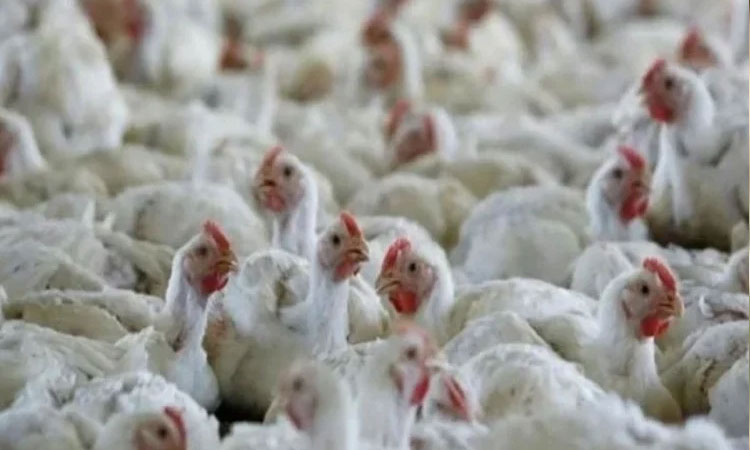 china reports human case of h103 bird flu here you know more about this virus