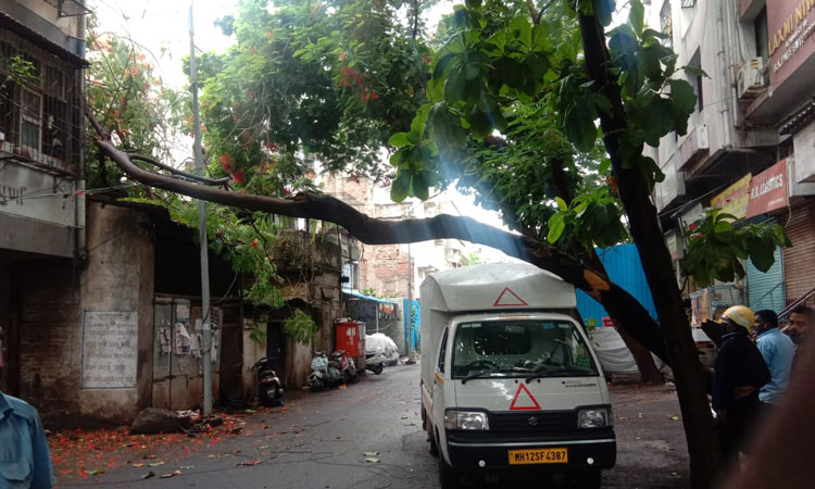 Pune City Tree Falling Incidents | 9 tree fall incidents in Pune city even in moderate rains