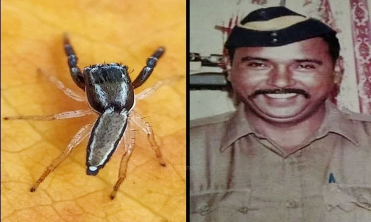 ASI Tukaram Ombale | species of a spider found in maharashtra named after asi tukaram omble hero of 26 11 attack mumbai