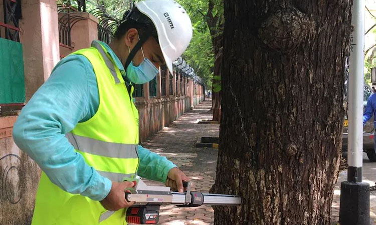 bmc appoints arborist as called as tree surgeon for trees assesment