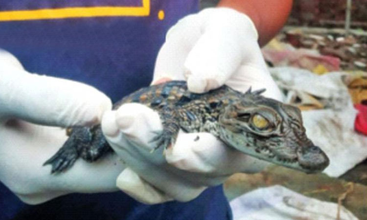 wagle estate | newborn crocodile cubs found in wagle estate at thane