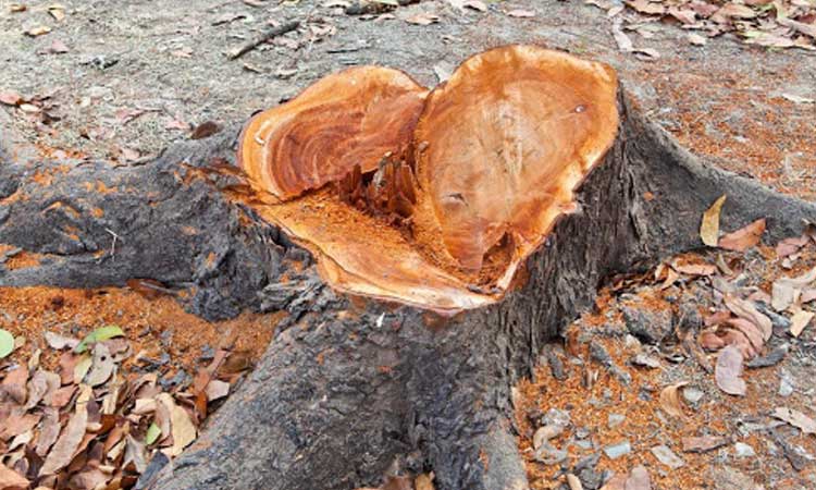 Khadki Ammunition Factory News | Theft of 7 sandalwood trees from Boat Club Road which is part of Khadki Ammunition Factory