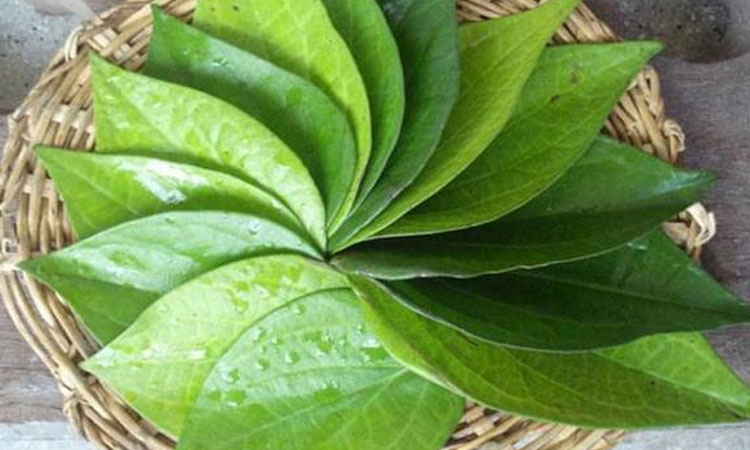 Betel Leaf | betel leaf health benefits