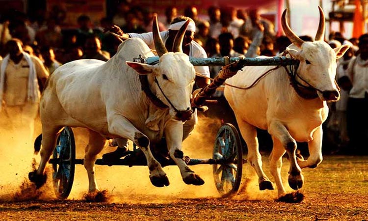 Maharashtra New Rules For Bullock Cart Race maharashtra thackeray government announces new rules for bullock cart race