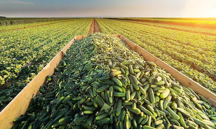 Cucumber Farming | start cucumber farming just in 1 lakh rupees investment and earn rs 8 lakh per month know how