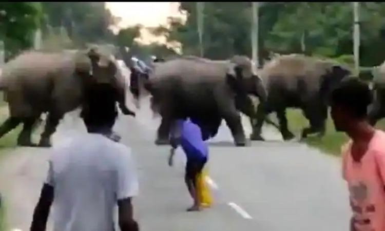 Viral Video | viral video assam elephant killed a man when crowd teases a herd of elephants