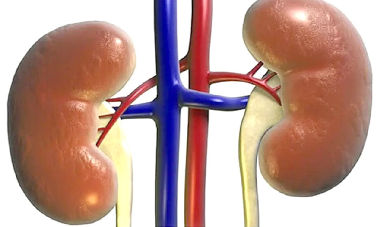 Healthy Kidney | kidney car news how to keep kidney right know here best food for healthy kidney how does kidney damage