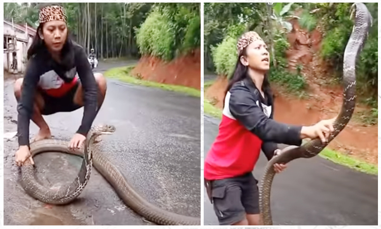 King Cobra | woman catches king cobra snake by hand video goes viral