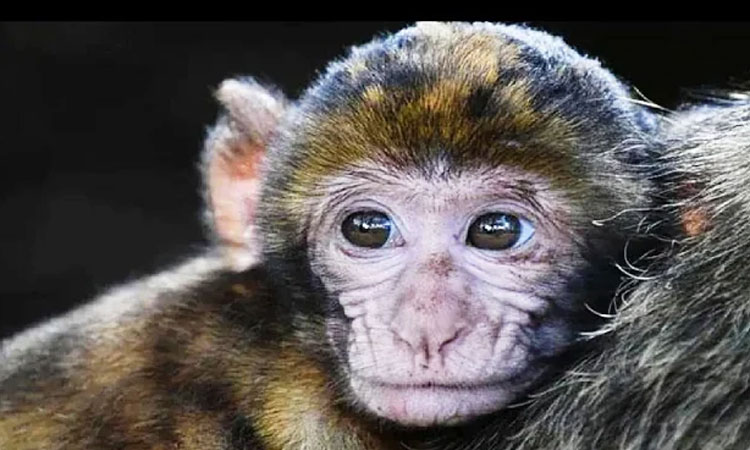 Monkey B Virus | veterinarian dies due to monkey b virus in humans 70 to 80 people out of 100 can die if infected