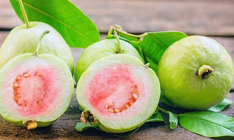 benefits of guava for health amrood khane ke fayde in marathi