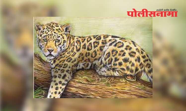 Chandrapur News | Woman killed in leopard attack; The woman was attacked inside the house