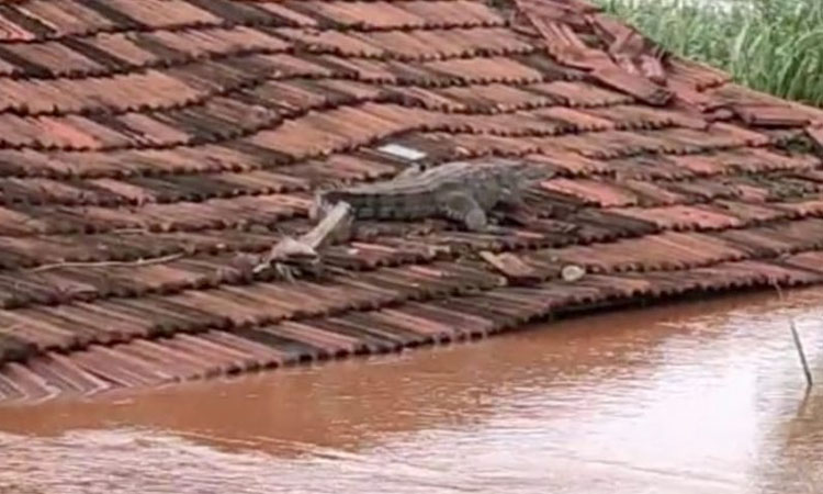 Sangli News | The crocodile that came with the flood remained stuck on the roof of the house even after the water receded