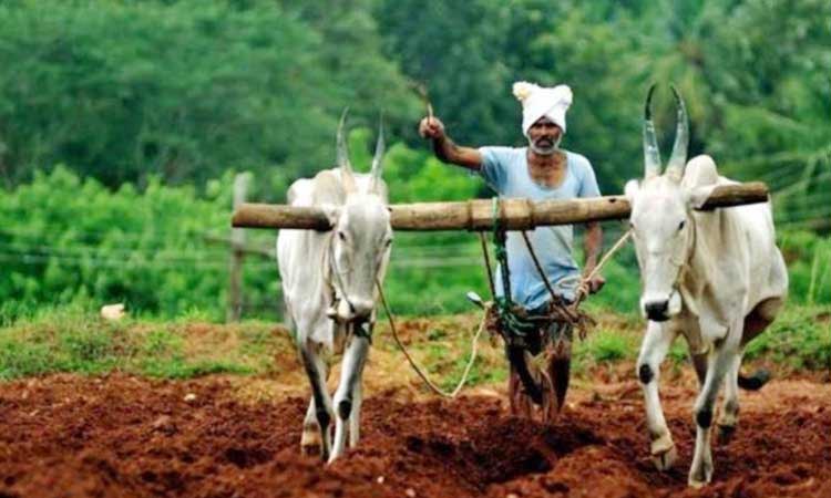 Pune News | kharif sowing area one lakh hectares pune district, know taluka wise details