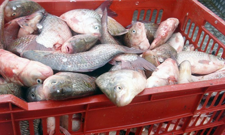 Pune News dehu nagar panchayat ban sale of fish meat CEO Prashant Jadhav
