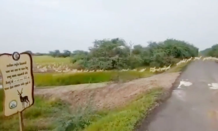PM Modi | pm modi retweet a video of more then 3000 blackbucks crossing the road at bhavnagar s blackbuck national park