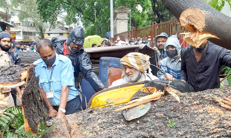 Pune Rain | A tree fell on a rickshaw in front of KEM Hospital in Rasta Peth, Pune; Woman injured with driver (video)
