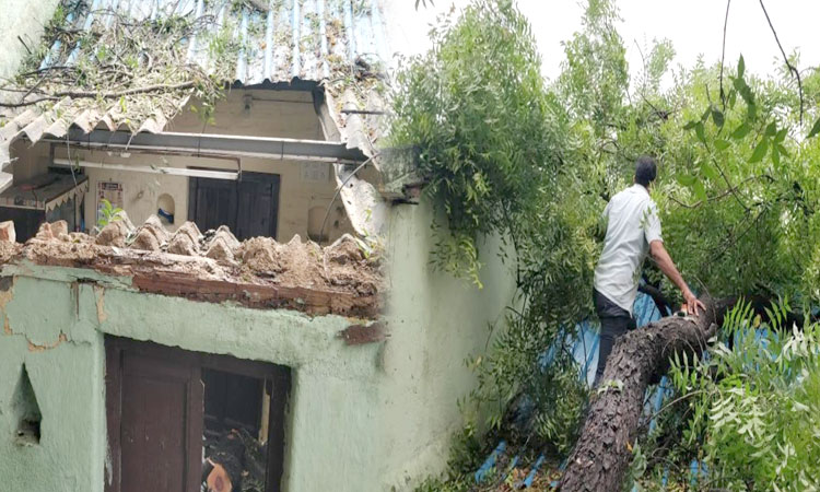pune rain | tree fall on home in kudale chal of hadapsar area in pune