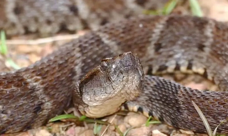 Super Glue | venom from lancehead snake is used to create a super glue that stops life threatening bleeding in seconds