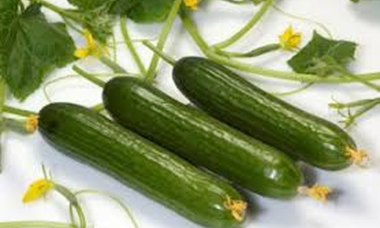 Netherland Cucumber