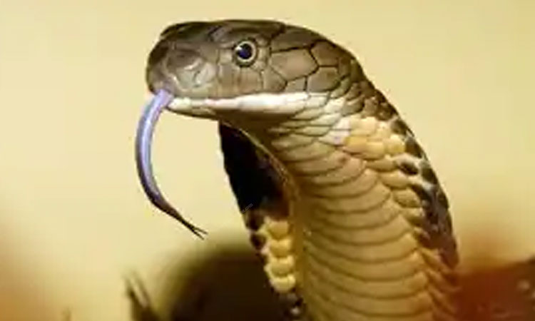 rama mahto killed snake after sake bite of old man in nalanda bihar