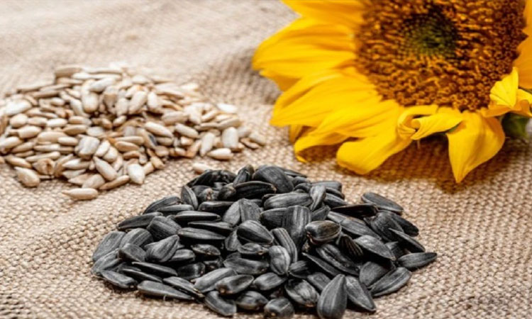 Sunflower Seeds Benefits | sunflower seeds health benefits