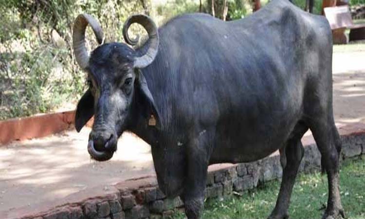 Pune Crime | What do you say! Yes, the IT engineer filed a case directly against the owner for hitting the buffalo in Pune
