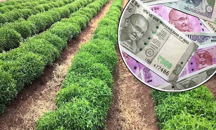 earn money with stevia farming invest only one lakh get 6 lakh rupees