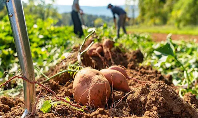business idea | business opportunity you can start potato farming business and earn 25 lakh rupess yearly