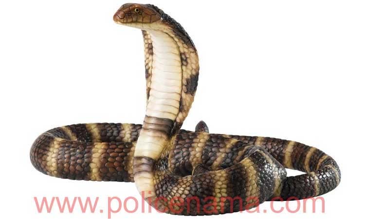 Sangli News | sangli forest department seized 19 nag snakes from farmhouse