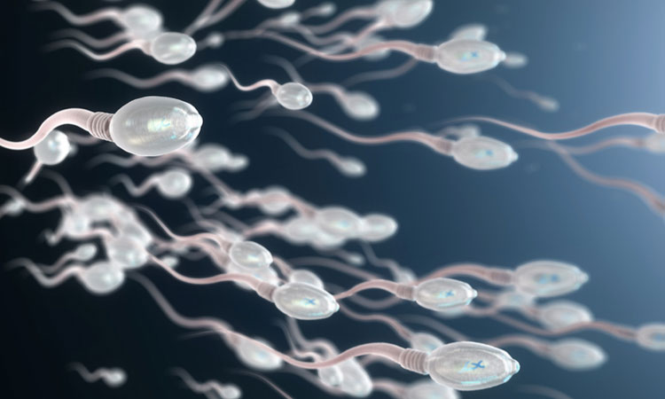 Weak Sperm | international studies scientists develop contraceptive antibodies that weak sperm