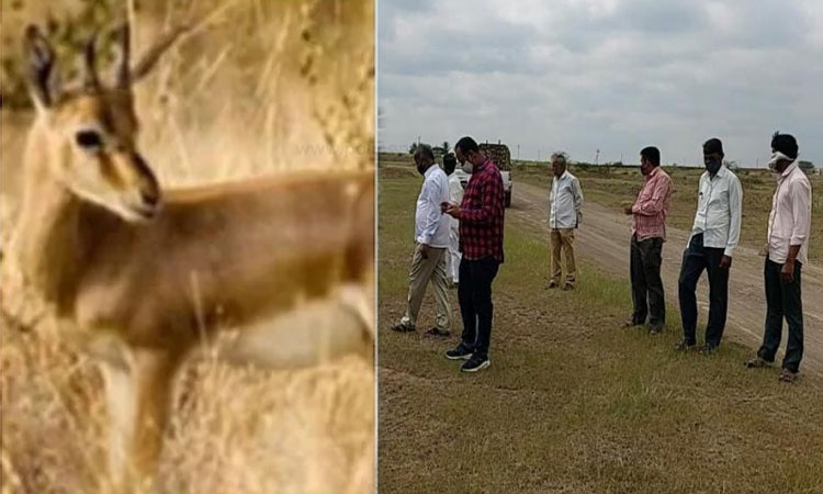 Chinkara Deer Killed In Pune | chinkara deer killed in state forest minister dattatray bharne indapur taluka pune by hunters with firing bullets?