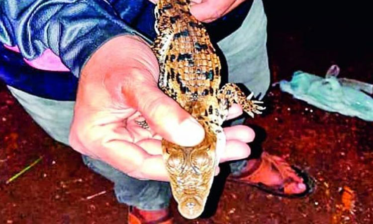 Pune News | crocodile cubs found khanapur watershed pune