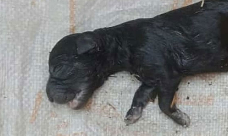OMG | UP in pilibhit a cow gives birth to doggy like calf people throngs to see