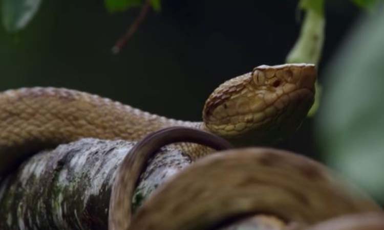 Covid-19 | brazilian viper venom may become medicine in fight against covid 19 research in brazil found