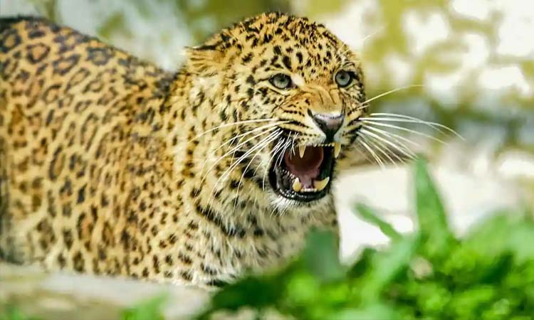 Leopard in Pune | Leopard in DRDO Vishrantwadi in Pune a huge excitement in the area