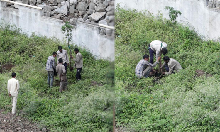 Pune News | The practice of uprooting trees all day in Mohammadwadi, Pune; Citizens demand action against anti-social elements