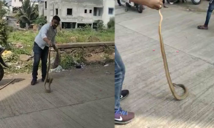 Pune News | The snake went to Bibwewadi; Life from a Snake Friend (Video)