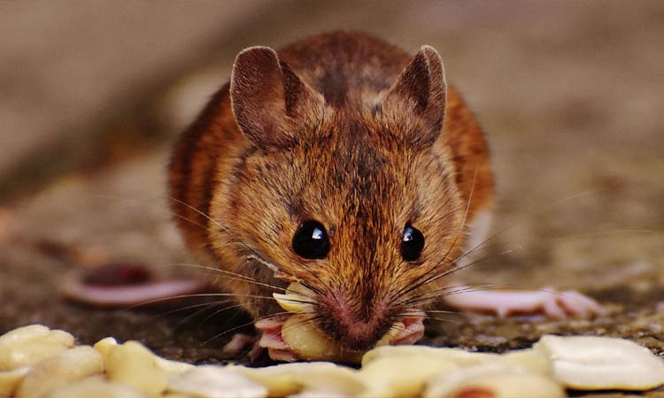 Crime News | boyfriend forces girlfriend to eat a mouse nest throws her outside window viral news