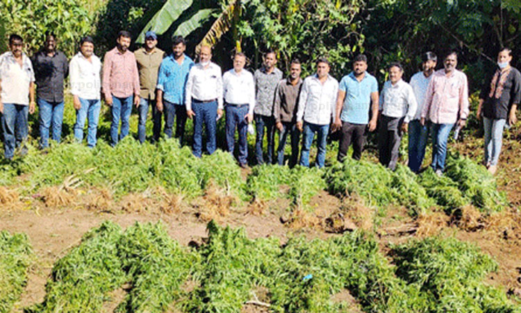 Pune Crime | four arrested for cultivating cannabis in mulshi taluka of pune 18 kg of cannabis was seized from the house of the accused by anti narcotics cell pune