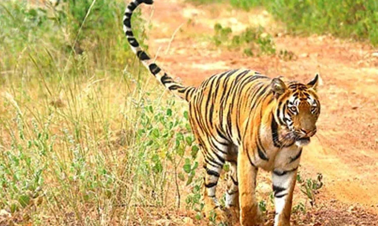 Pune Katraj Zoological Park | priyadarshini tiger passed away in Rajiv Gandhi Zoological Park katraj pune