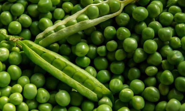 Green Peas Health Benefits | green peas health benefits in marathi winter season matar diet source of plant protein