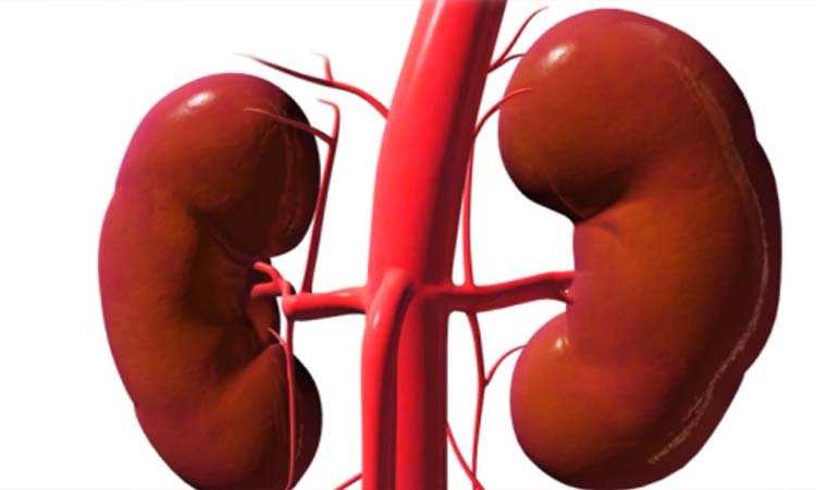 Bad Food For Kidney | bad food for kidney five foods that harm the kidney health know here causes of kidney failure