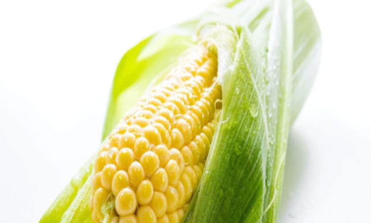 Bio Fortified Corn | bio fortified Corn will give 50 more protein will not have to depend on meat egg supplements bio fortified maize marathi news