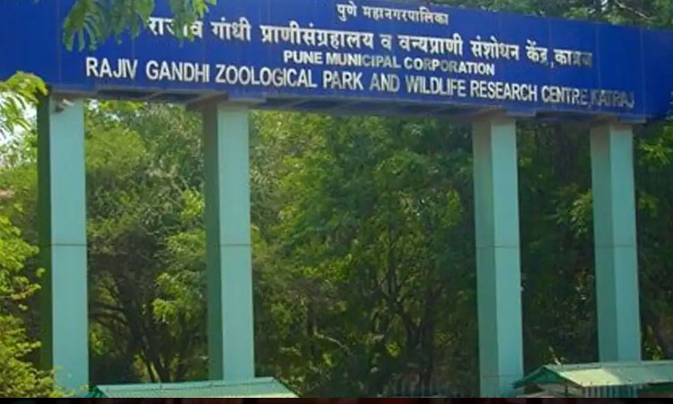 Rajiv Gandhi Zoological Park Pune Reopen | The Rajiv Gandhi Zoological Park in Katraj will be open for tourists from December 1 pune corporation