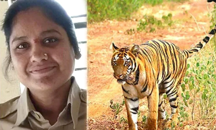 Tadoba National Park | tiger attacks on female forest ranger swati dhumane in tadoba national park chandrapur marathi news policenama