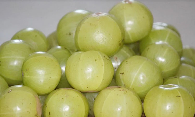Amla Benefits | amla benefits indian gooseberry diet winter season immune system vitamin content